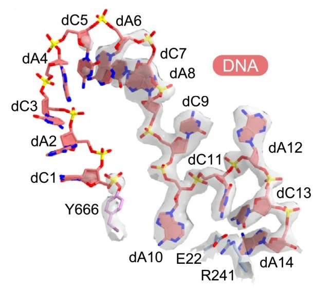 Bakteri, protein şablonuyla DNA yazıyor: DRT3 keşfi