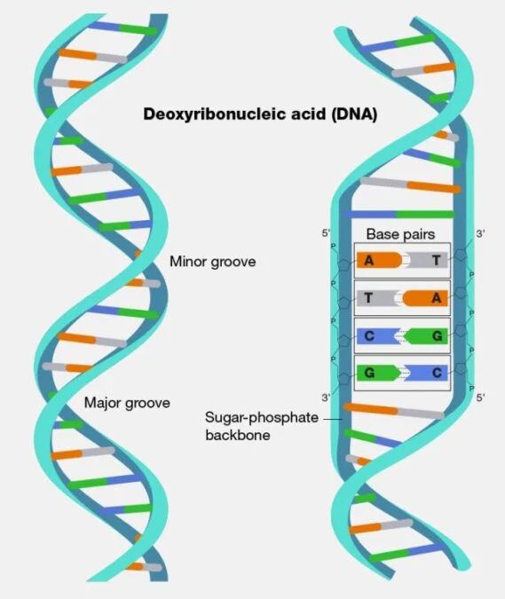 Bakteri, protein şablonuyla DNA yazıyor: DRT3 keşfi