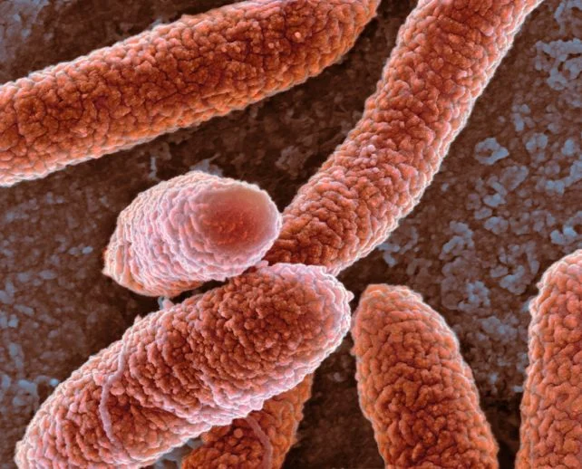 Bakteri, protein şablonuyla DNA yazıyor: DRT3 keşfi