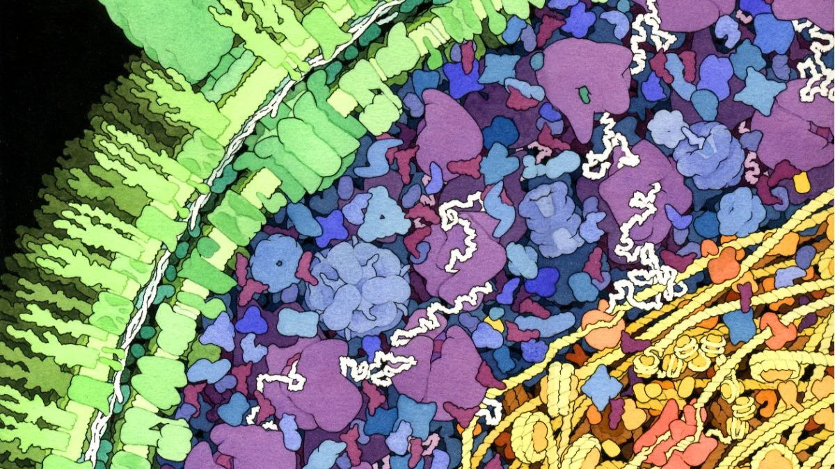 Bakteri, protein şablonuyla DNA yazıyor: DRT3 keşfi