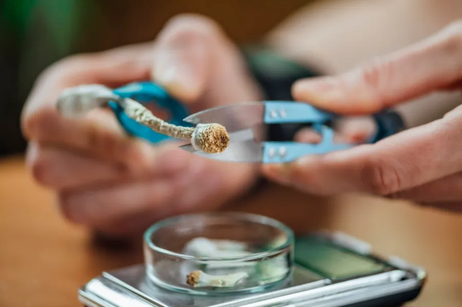 Psilocybin, kemoteropi yan etkisini önleyebilir