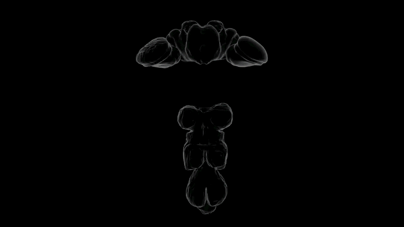 A gif showing a series of colored neurons in a nervous system against a dak background
