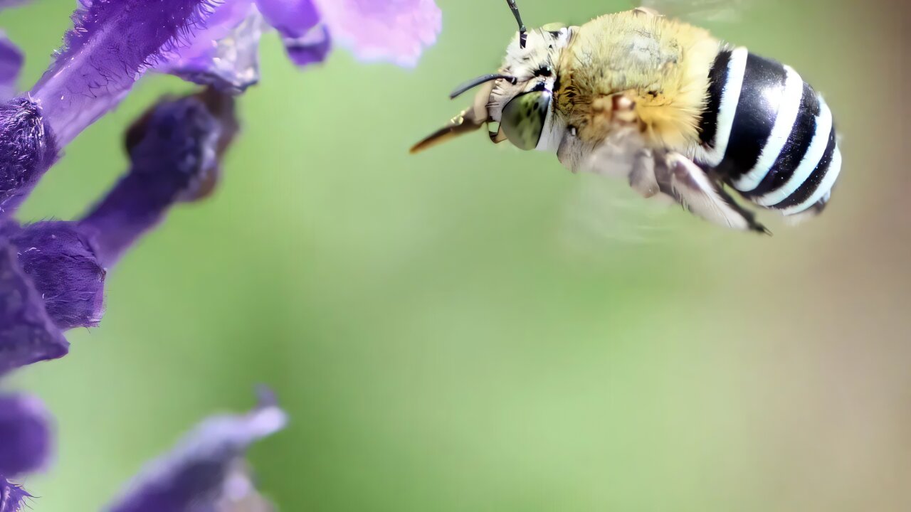 Arılar Dünyayı Sandığımızdan Daha Farklı Görüyor
