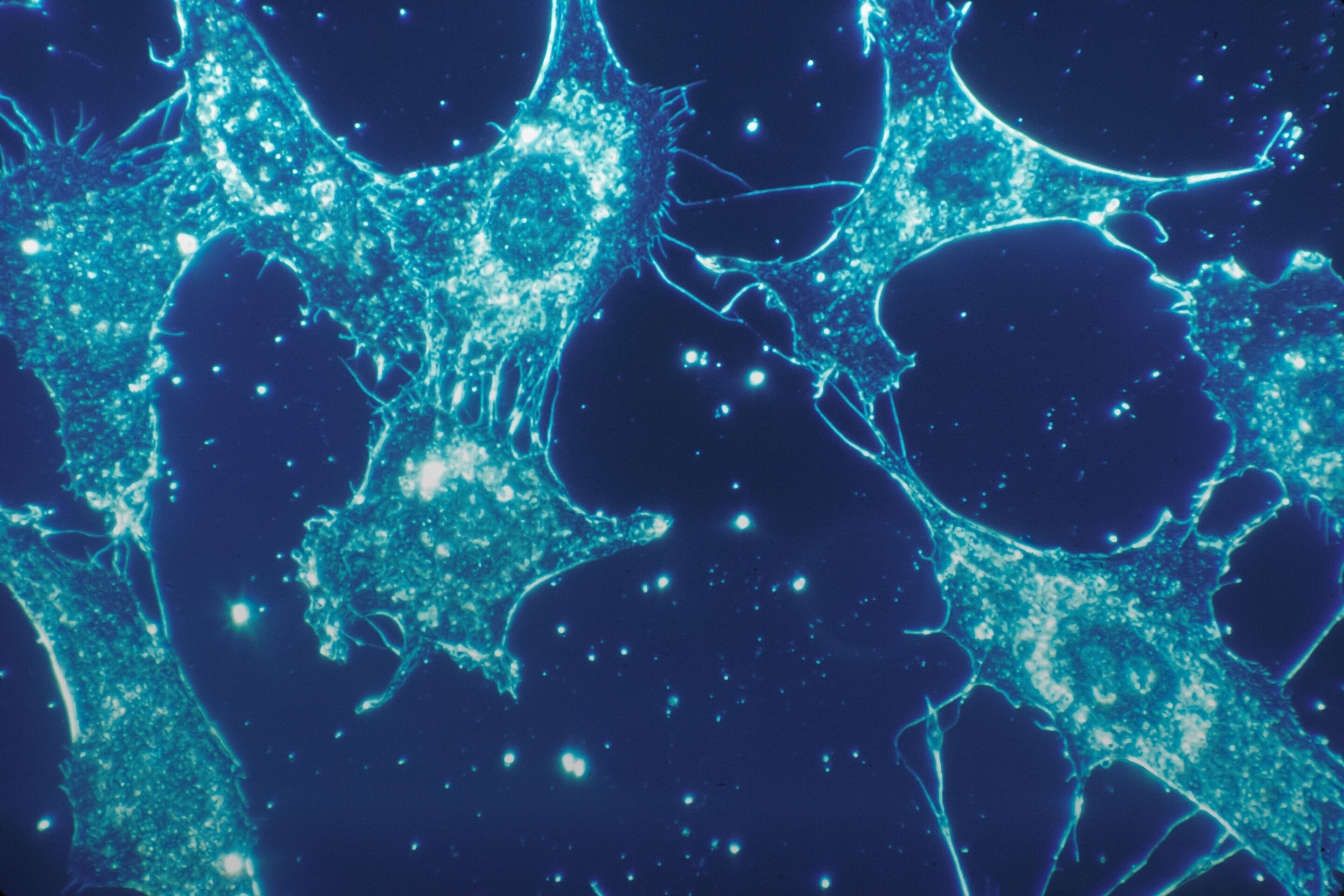 Hücrelerdeki küçük protein değişikliklerini görünür kılan yeni yöntem