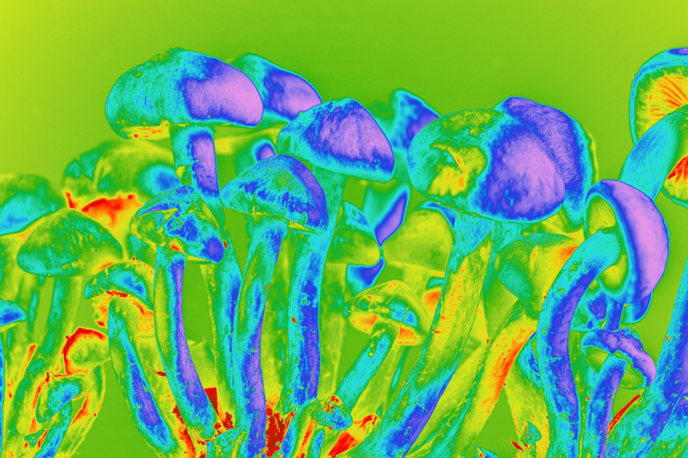Digital artwork featuring magic mushrooms, which contain the psychedelic compound psilocybin