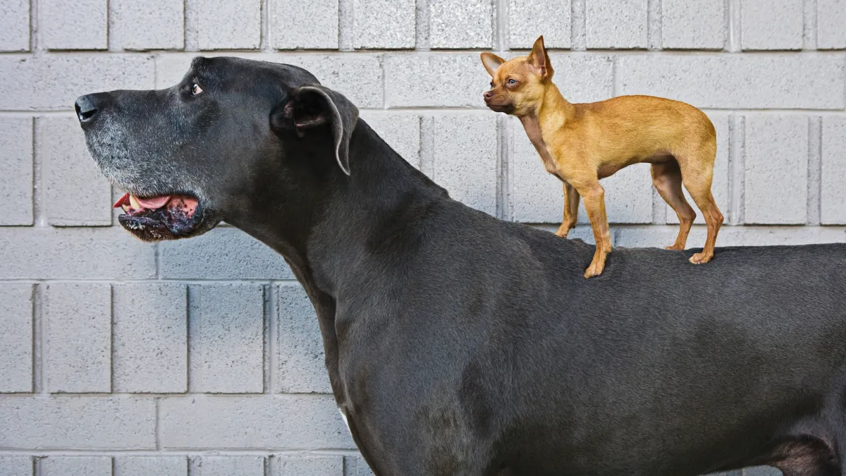 Büyük ırk köpekler neden daha erken ölüyor? Cevap DNA'daki "zıplayan genlerde"