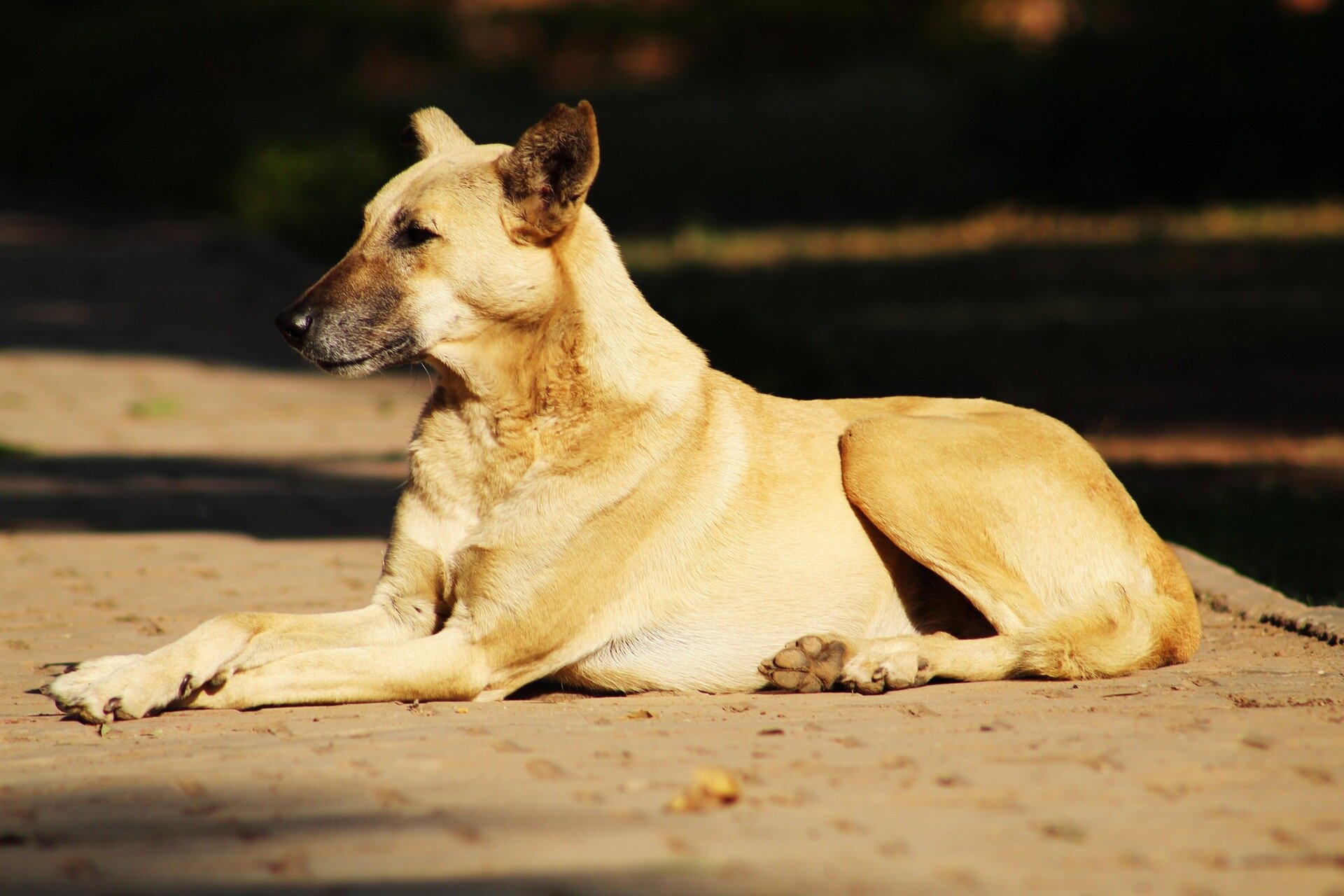 Sokak köpekleri evcil köpeklere nasıl daha iyi yaşam öğretiyor?