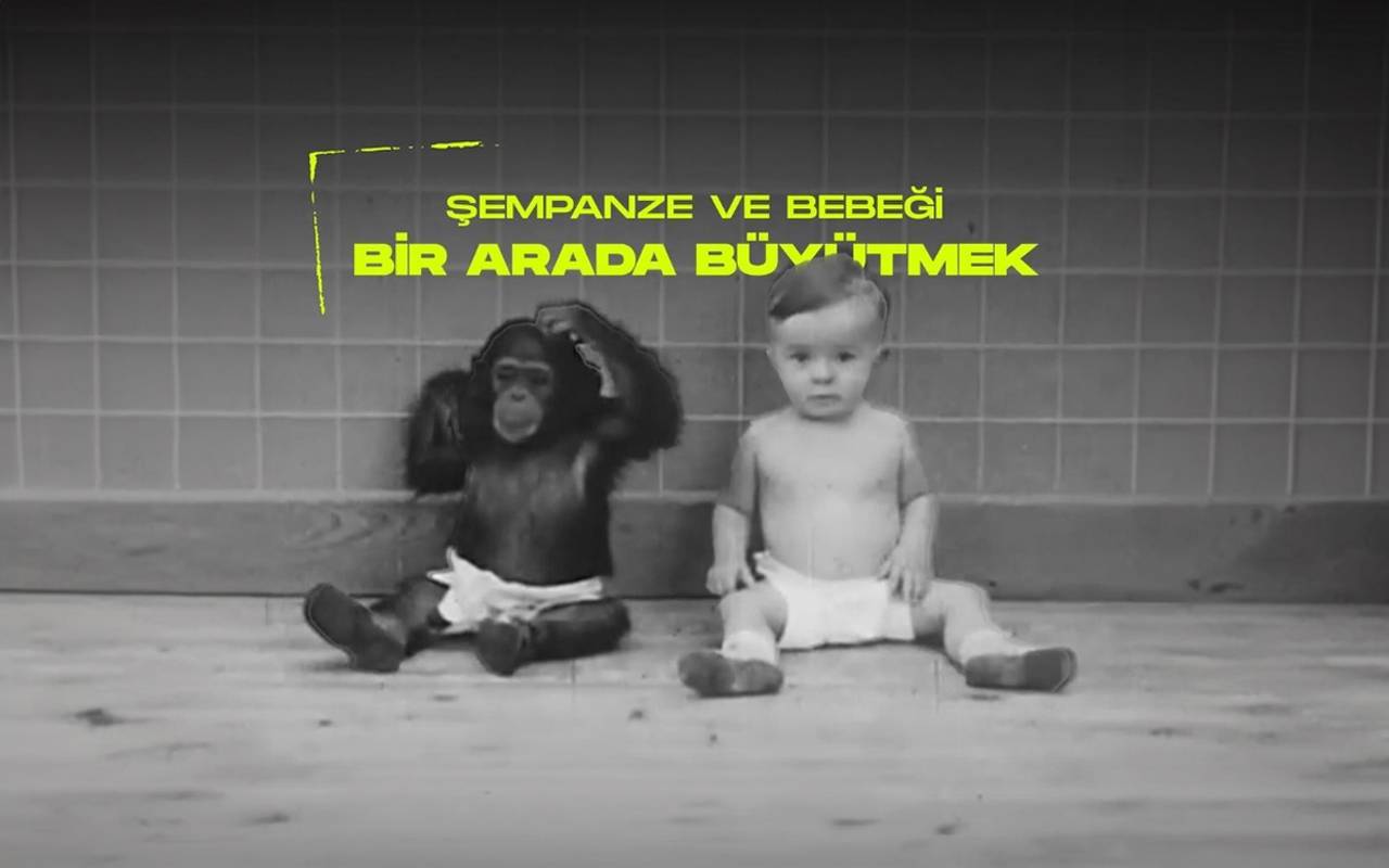 Şempanze Ve Bir Bebeği Aynı Anda Büyütmek ! bölüm görseli