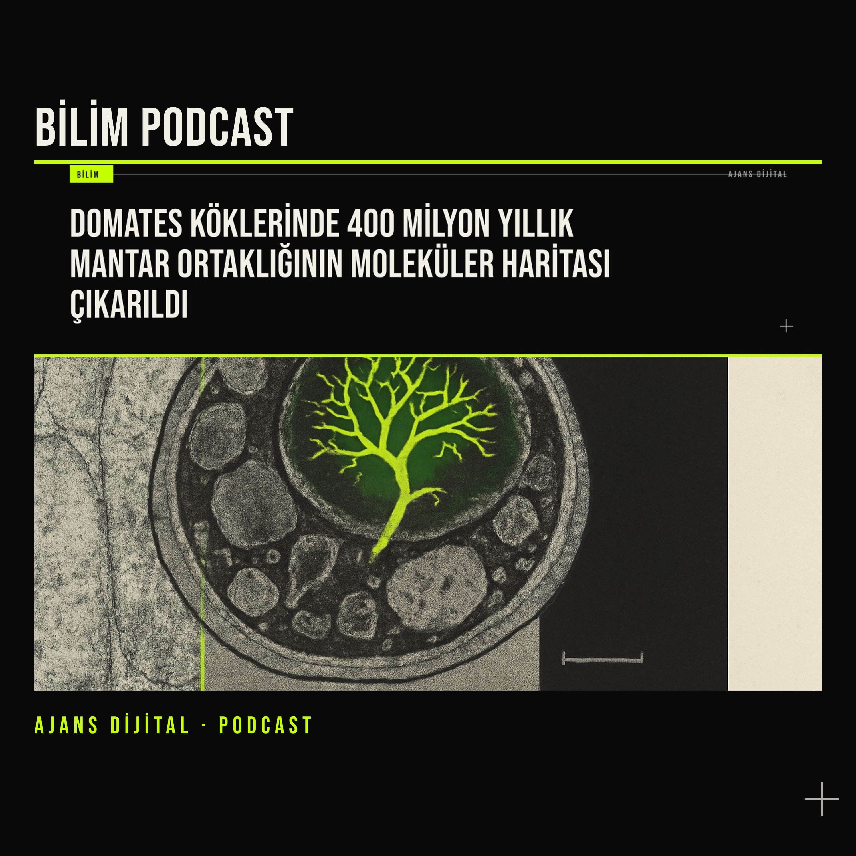 Domates Köklerinde 400 Milyon Yıllık Mantar Ortaklığının Moleküler Haritası podcast bölümü kapağı