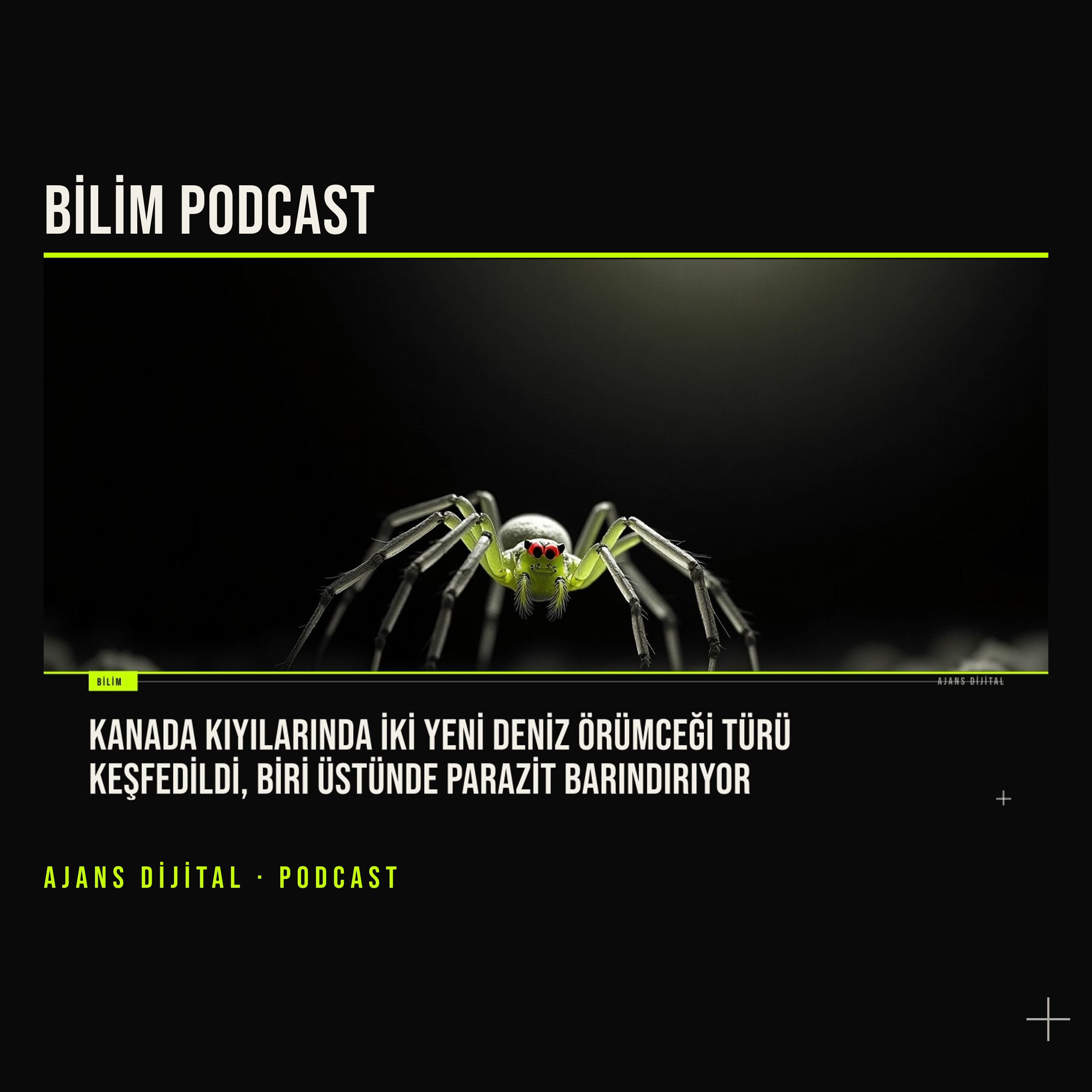 Salish Denizi'nde İki Yeni Deniz Örümceği Keşfedildi podcast bölümü kapağı