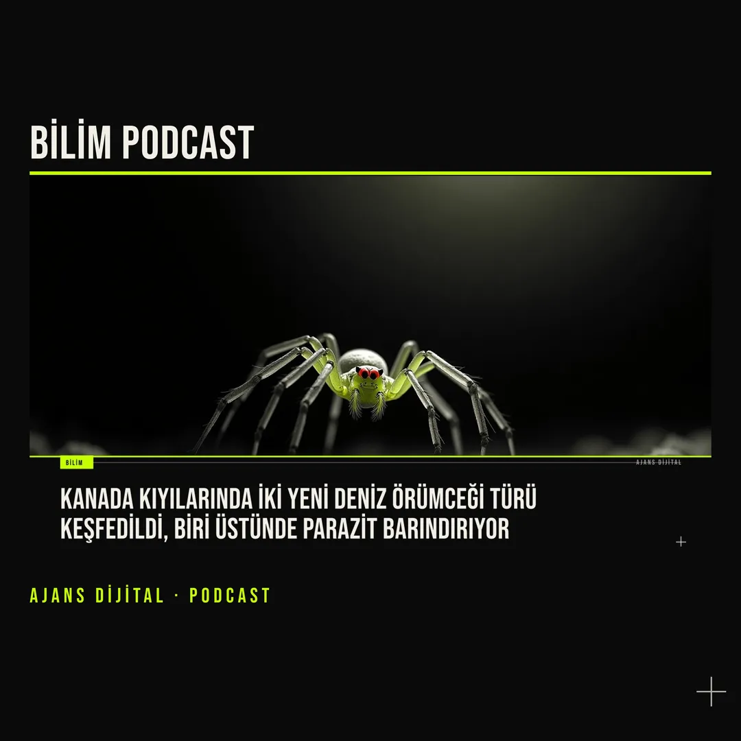 Salish Denizi'nde İki Yeni Deniz Örümceği Keşfedildi podcast bölümü kapağı
