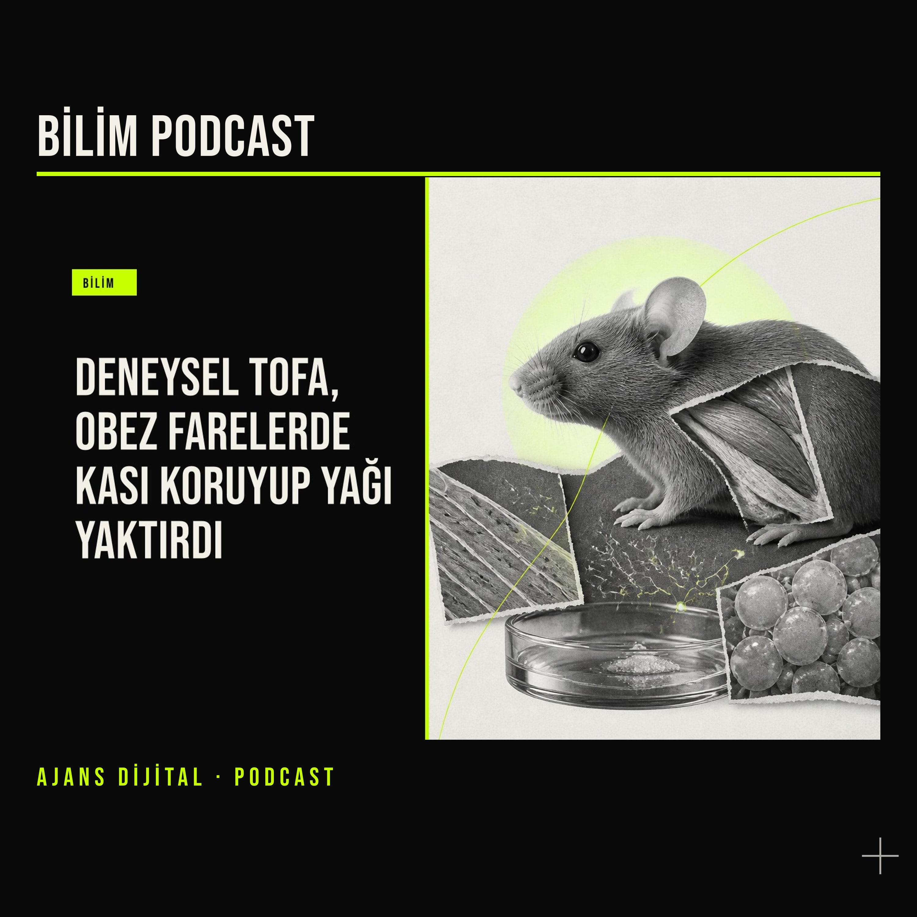 Kilo Tedavisinde Yeni Soru: Daha Az Yemeden Zayıflamak Mümkün mü? podcast bölümü kapağı