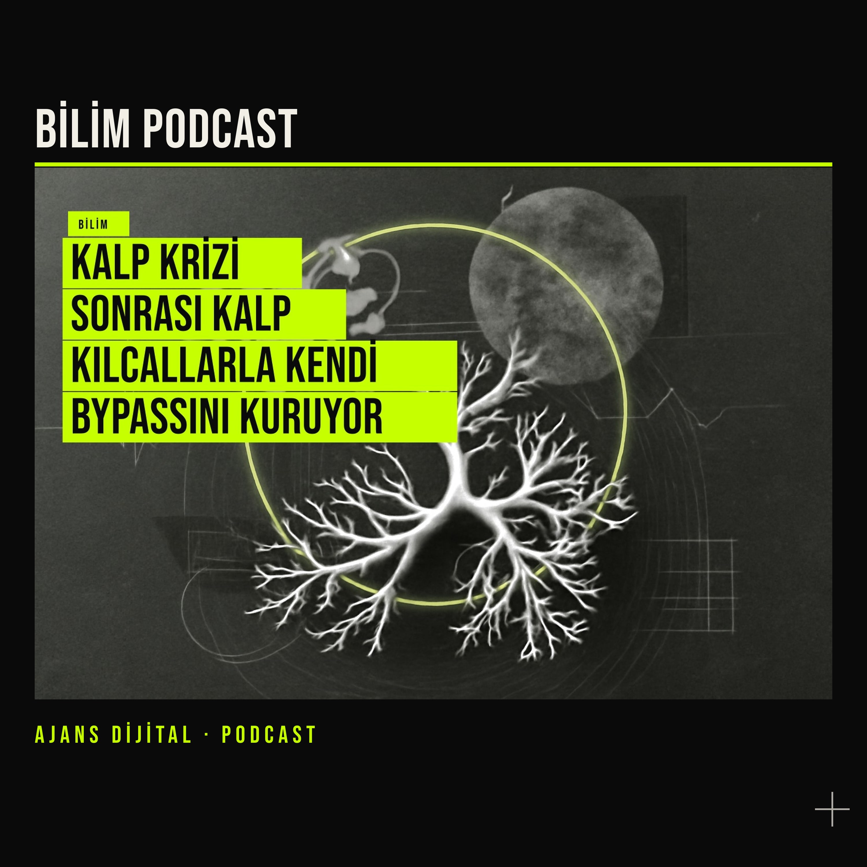 Kalp Krizi Sonrası Kılcal Damarların Bypass Görevi Yeni Çalışma podcast bölümü kapağı