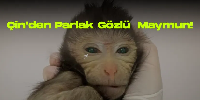 Cinden isiltili gozlu kimerik maymun