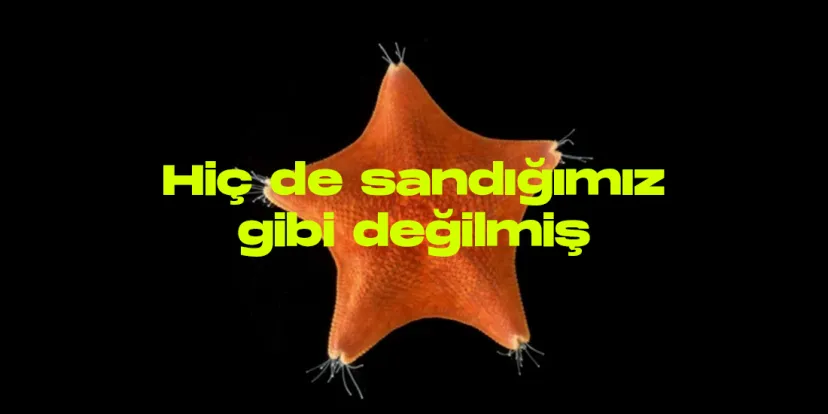 Deniz yildizi kapak