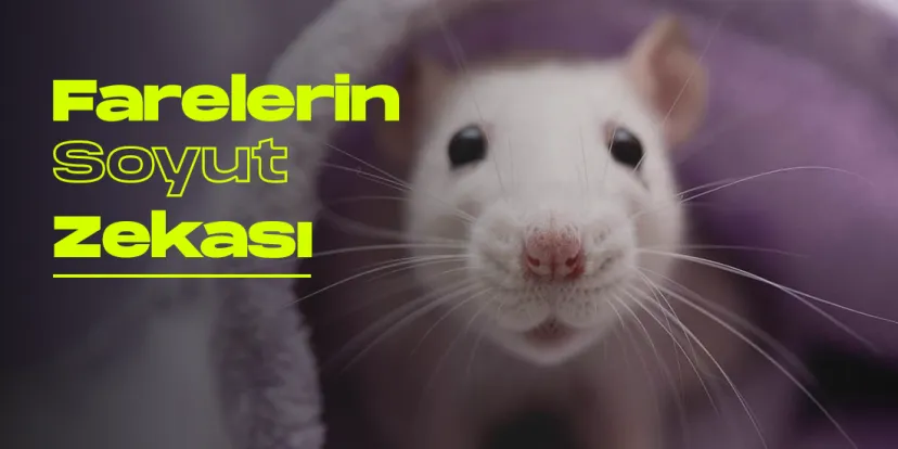 Farelerin hayal gucune iliskin yeni arastirma yayinlandi