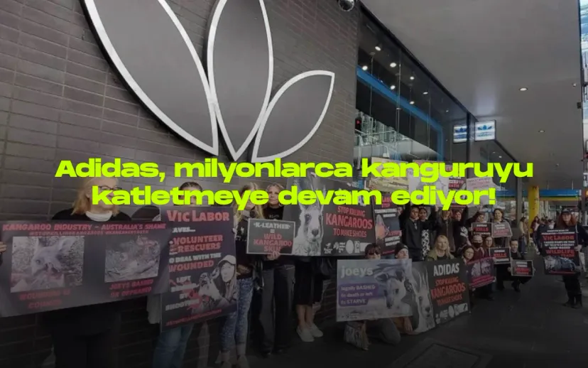 Adidas kanguru derisi kullanimina tepkilerle karsi karsiya