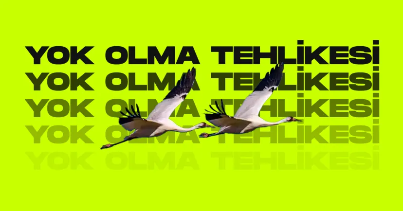 5 gocmen turunden biri yok olma tehlikesiyle karsi karsiya