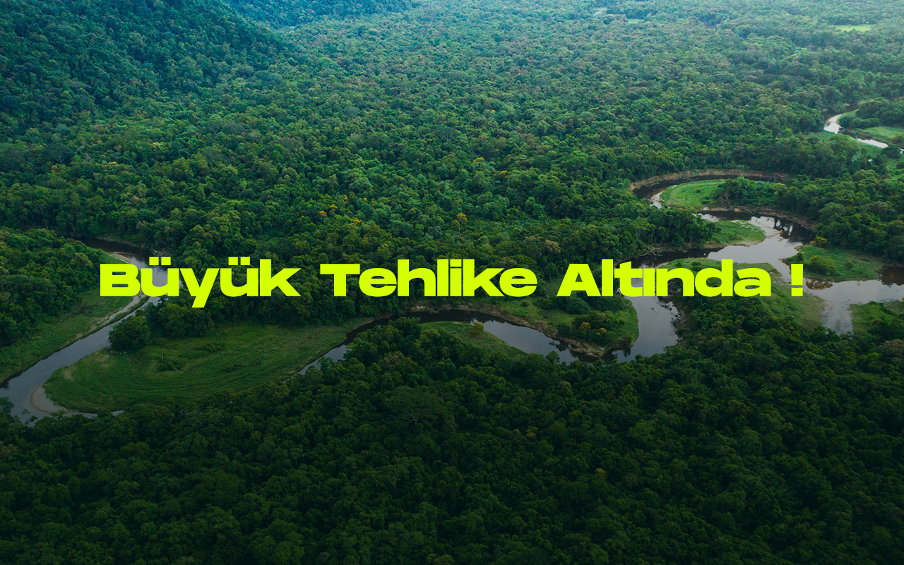 Amazon ormanlari 2050den sonra cokuse gecebilir
