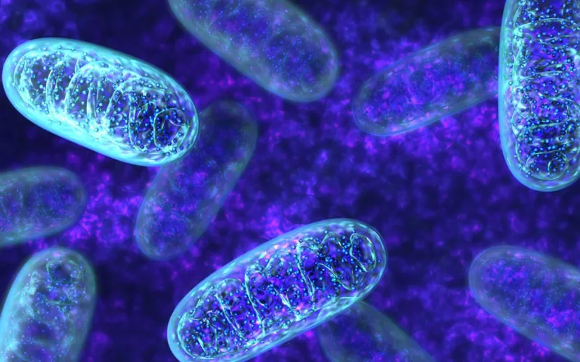 Arastirmacilar obezite ile mitokondri arasindaki genetik baglantiyi ortaya cikardi