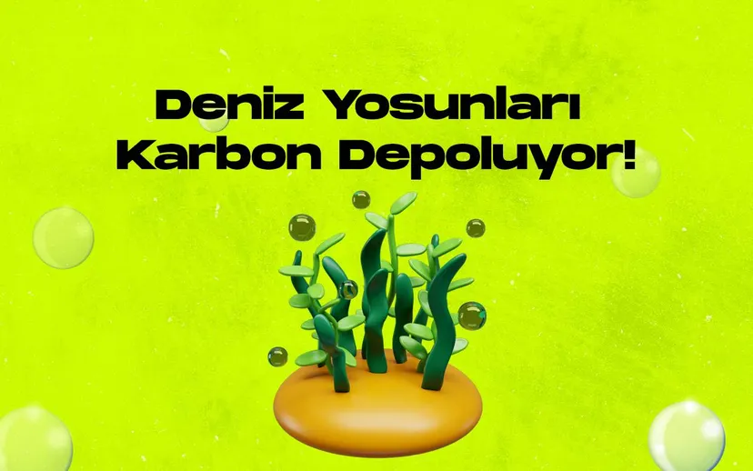 Deniz yosunu ormanlari karbon depolama gucuyle dikkat cekiyor