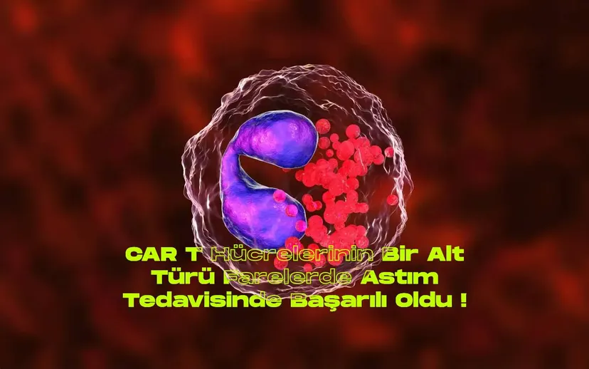 Kanser tedavisinde kullanilan car t hucrelerinin bir alt turu farelerde astim tedavisinde basarili oldu