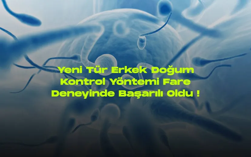 Yeni tur erkek dogum kontrol yontemi fare deneyinde basarili oldu
