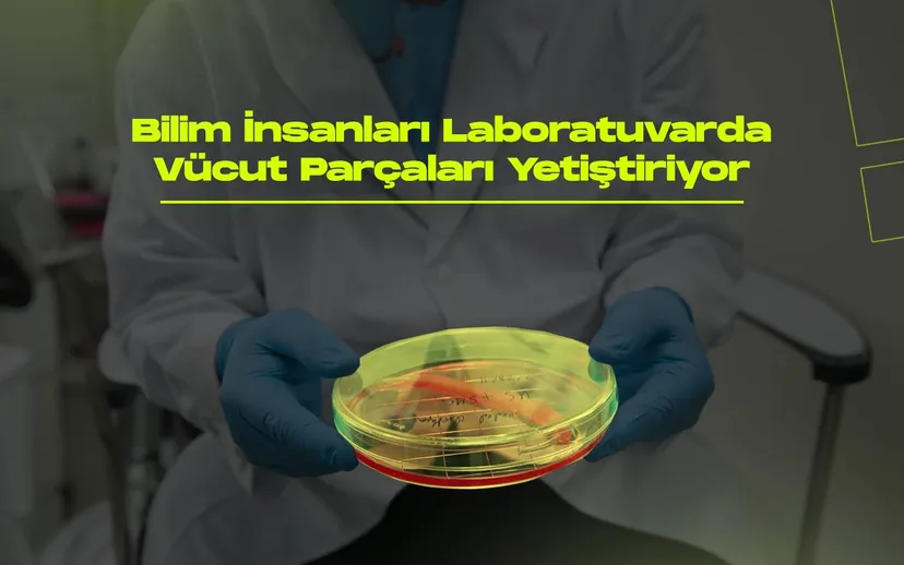 Bilim insanlari laboratuvarda vucut parcalari yetistiriyor