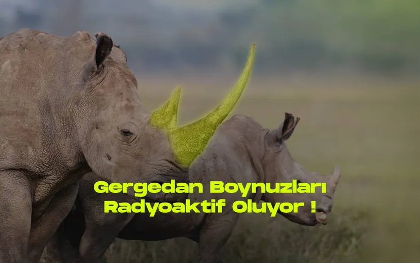Guney afrikada bir ilk bilim insanlari gergedan boynuzlarini radyoaktif hale getirdi