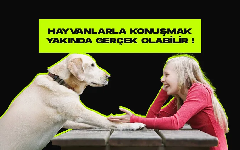 Hayvanlar