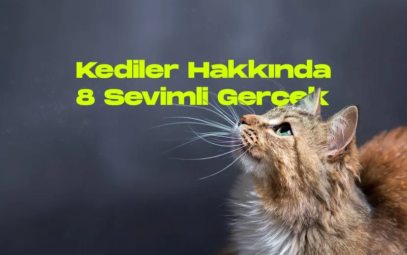Kediler hakkinda 8 sevimli gercek