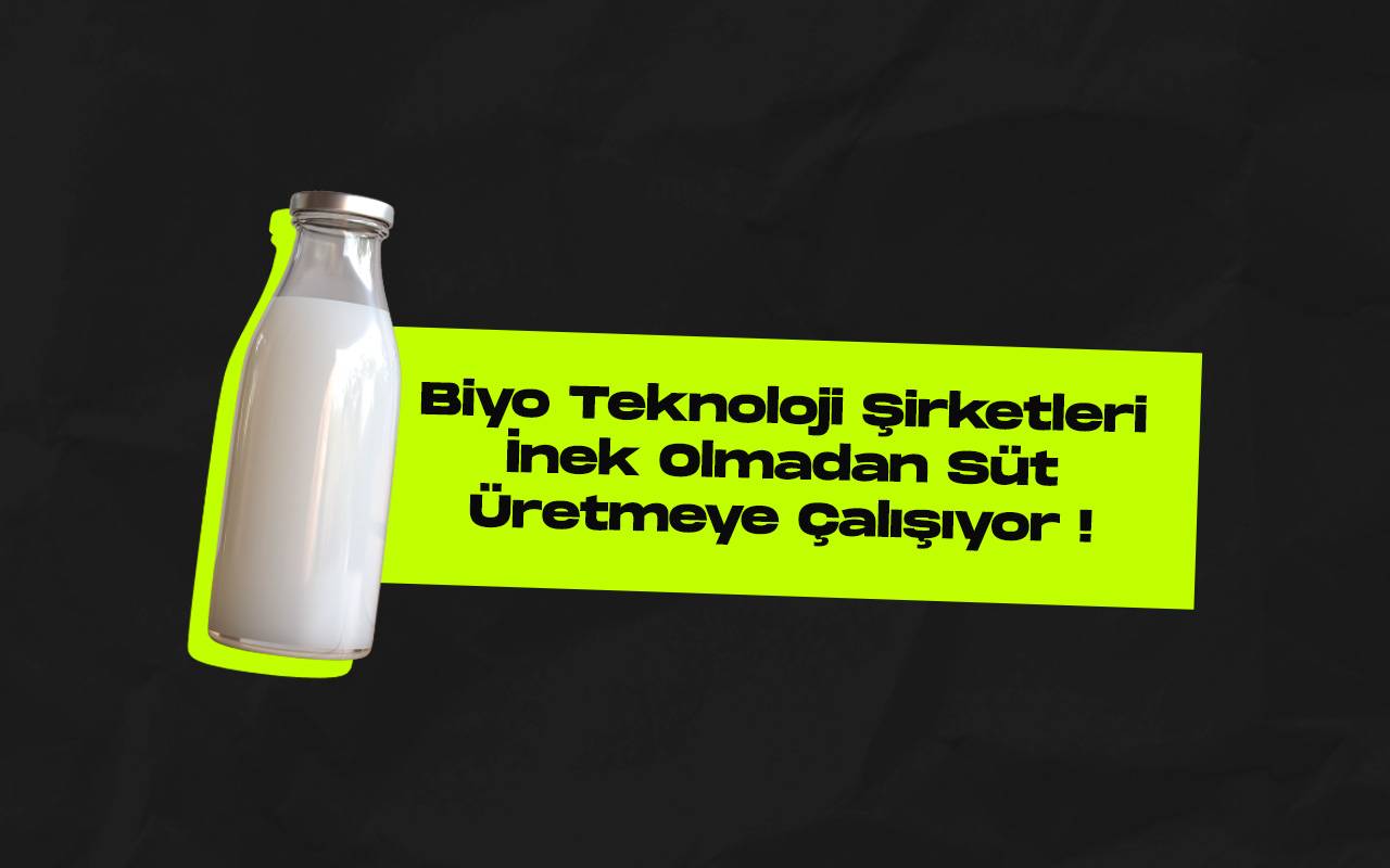Süt