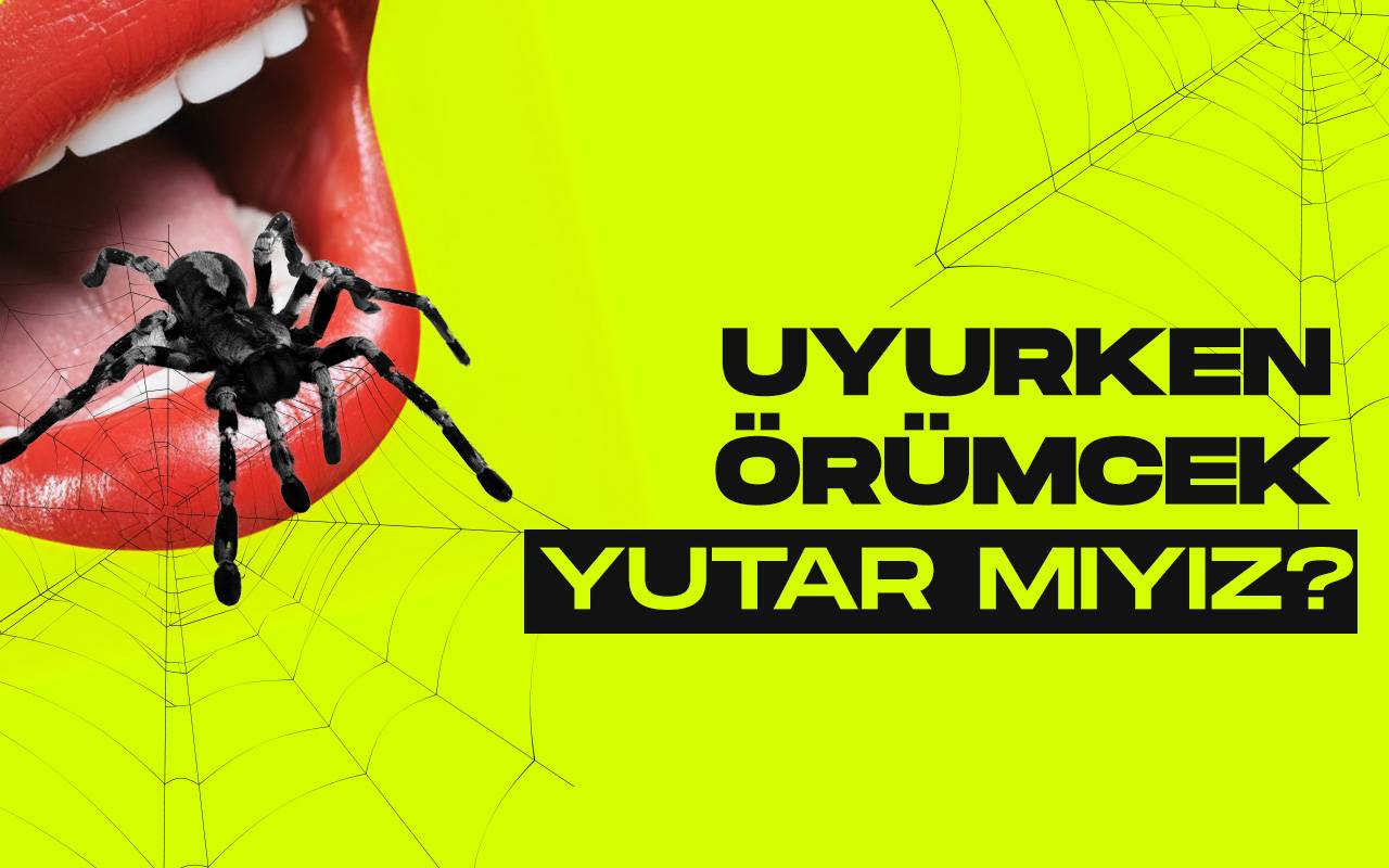 Uyurken gercekten orumcek yutar miyiz