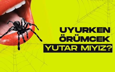 Uyurken gercekten orumcek yutar miyiz