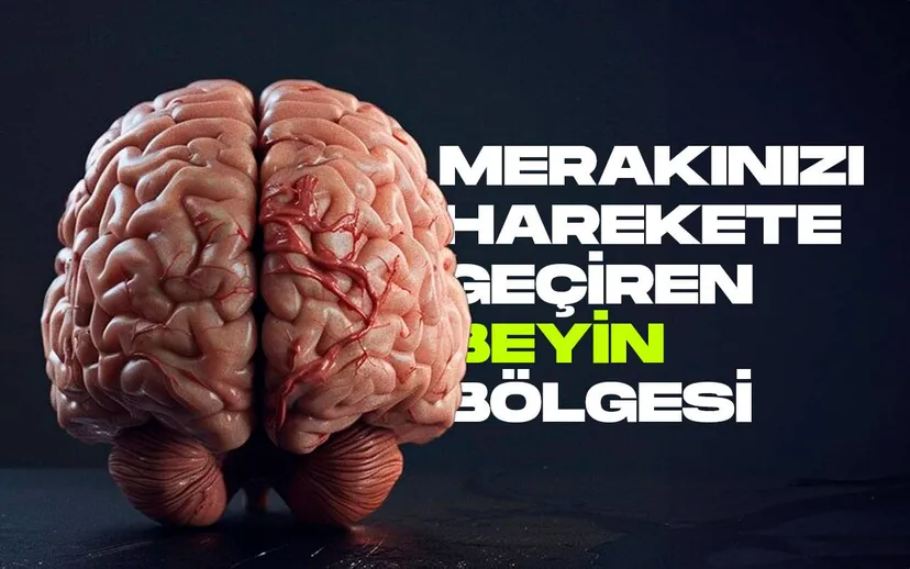 Beyin