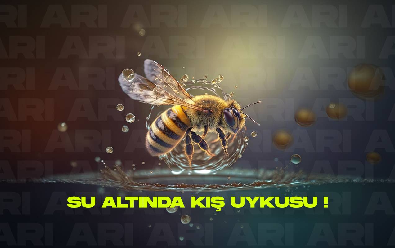 Su Altında Kış Uykusuna Yatan Arılar: Bir Keşif Hikayesi!