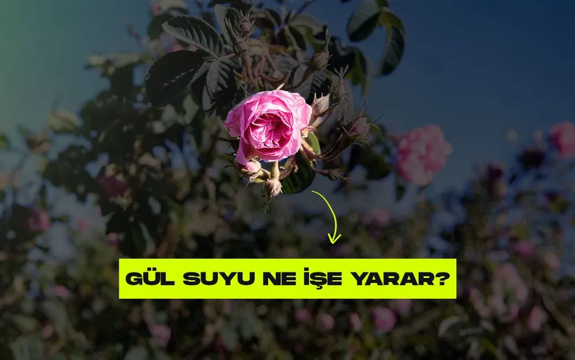 Gul suyu ne ise yarar bilim ne diyor