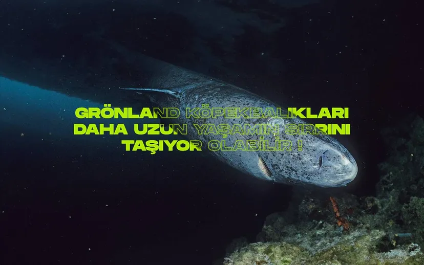 Kopek baligi