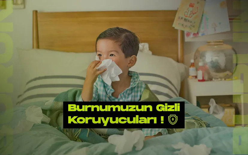 Burnumuzun gizli koruyuculari bagisiklik hucreleri enfeksiyonlarla nasil savasiyor
