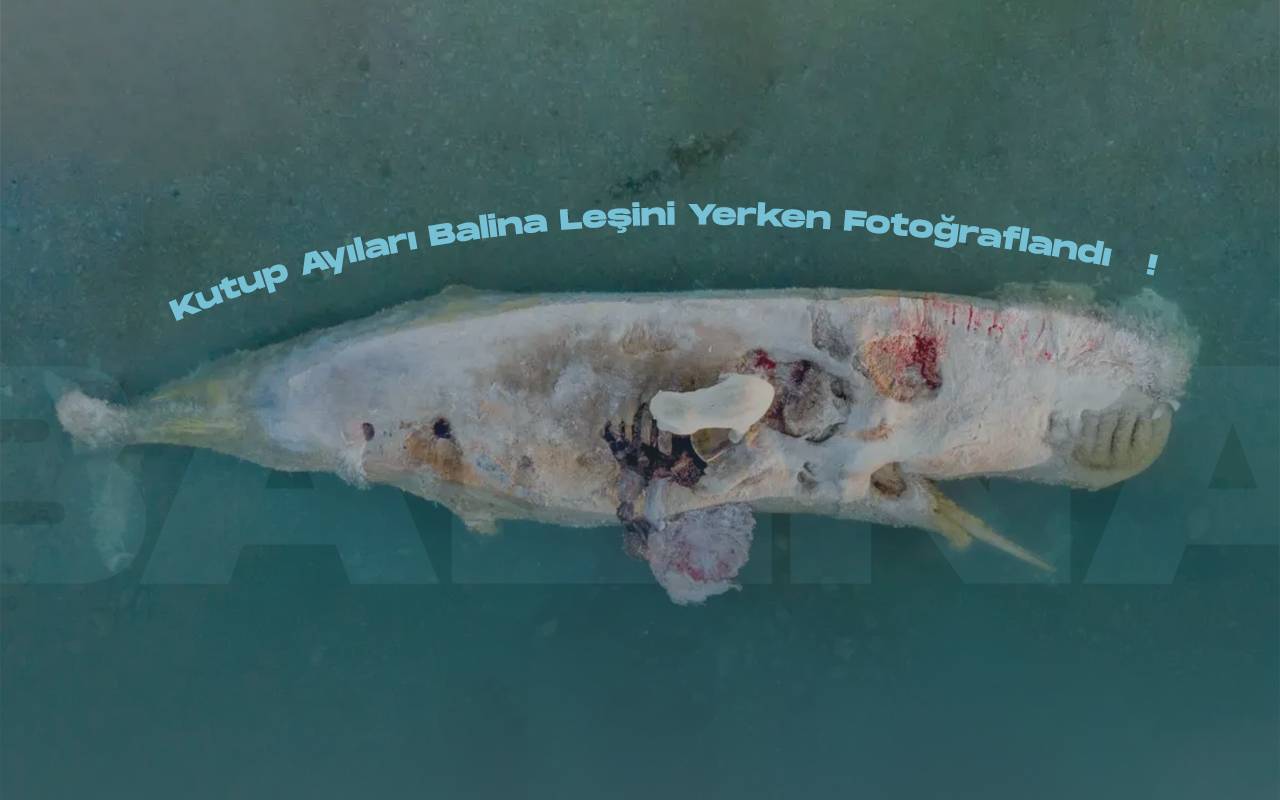 Kutup ayilari balina lesini yerken fotograflandi