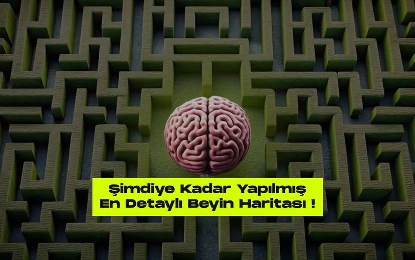 Simdiye kadar yapilmis en detayli beyin haritasi cikarildi