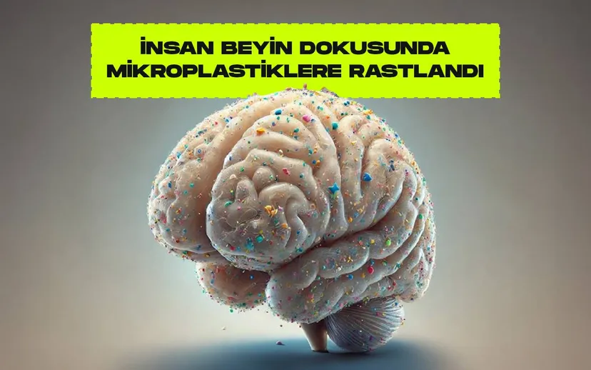 İnsan beyni