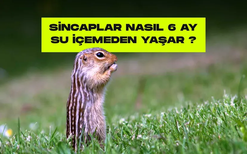 Sincap