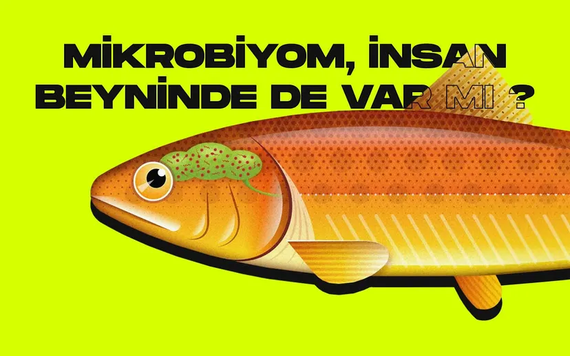 İnsan mikrobiyom