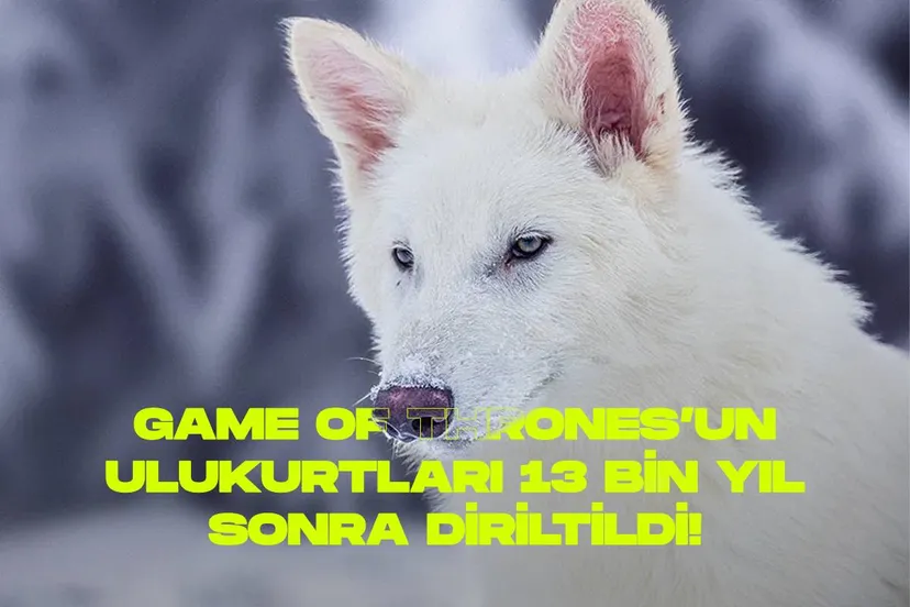 Ulu kurt